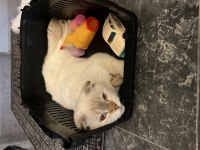 BEYAZ GRİ UYSAL 7 AYLIK SCOTTİSH KEDİ