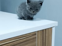 2 aylık 4 tane Yavru british shorthair