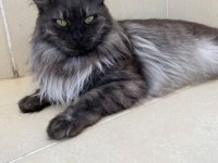 Maine coon çok uysal