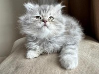 GRİ GÜZELLİK SEK ERKEK BRİTİSH YAVRUMUZA YUVA