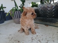Micro Tea Cup Poodle