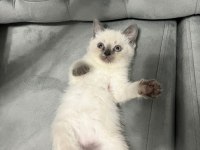 BEYAZ ASLAN KEDİMİZ YENİ EVİNİ BEKLİYOR