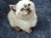 ANTALYA BRİTİSH SHORTHAİR KEDİLERİMİZ