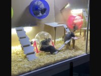 Bize Ulaşın HAMSTER ADRESİNE GELSİN