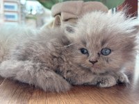 British Longhair safkan yavrularımız