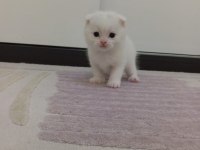 Scottish Fold Yeni Yuvalarını Bekliyorlar