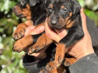 Şecereli doberman yavrularım
