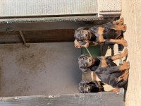 İri ve kalite doberman isteyenlere