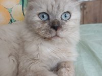 7 Aylık Dişi Ragdoll