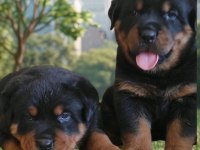 Rottweiler Yavru