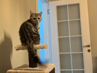 Ücretsiz Sahiplendirme 15 Aylık British Shorthair