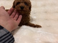 Sevimli Toy poodle yavruları yeni yuvalarını bekliyor