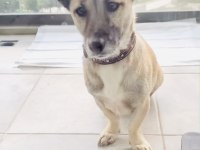 ÜCRETSİZ SAHİPLENDİRME KÖPEĞİMİZ