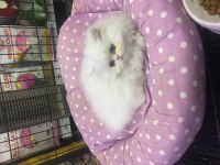 British longhair bebekler