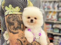 Orjinal Pomeranian Boo Yavrular