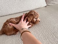 Toy poodle
