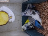Üretimhaneden muhabbet kuşu yavruları