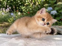 Safkan British Longhair Bebekler