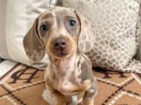 BİR ÇOK SEÇENEK İLE MİNİ DACHSHUND BEBEKLER