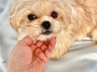 tuvalet eğitimli shih-tzu (şitzu)