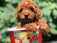 Mersin toy poodle yavrumuz