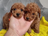 AVUÇ İÇİ KADAR RENK GÜZELLERİ POODLE
