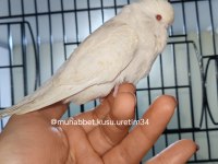 Ele gelen ısırmayan akıllı yavru muhabbet kuşu
