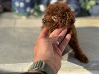 Show kalite tea cup kore poodle yavrularımız