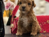 Yeni gelen maltipoo bebeklerimiz
