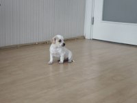 2 Aylık Yavru Bebek Chihuahua