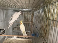 Albino Lutino Sultan Papağanı Takımı