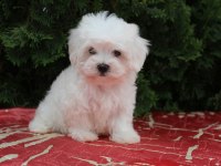 Mükemmel MALTESE terrier yavrularımız