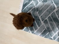 Çok uyguna toy poodle sahiplendirme