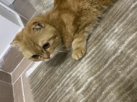 İç dış parazit aşısı yapıldı 6 aylık scottish fold yavrumuz