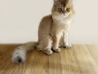 WCF Pedigreli British Longhair Erkek Chocolate Golden Shaded