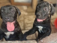 A SCR KIF Belgeli Blender şampiyon dede cane corso torunları