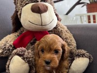 Siboşun poodle bebekleri