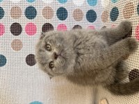 Odd eyes - scottish fold
