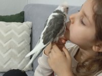 Elle beslenmiş yavru sultan papağanlar