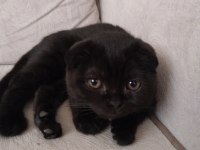 Dişi bebek scottish fold