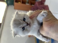 Scottish fold yavrularımıza yeni yuvalarını arıyoruz