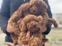Ankarada aktif 7 adet toy poodle ziyarete açık