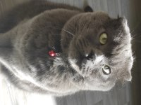 KEDİMİZ SOFYA YUVA ARIYOR