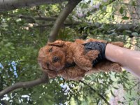 Maltipoo Bebekler