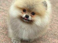 Şirin pomeranian yavrular