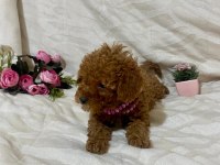 Cici kızımız toy poodle