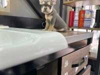 French bulldog