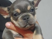 Yavru french bulldog