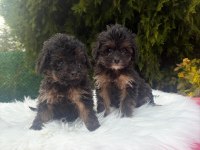 A++ Maltipoo Yavrular 81 İle Gönderim Var