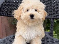 Kore Maltipoo bebekler